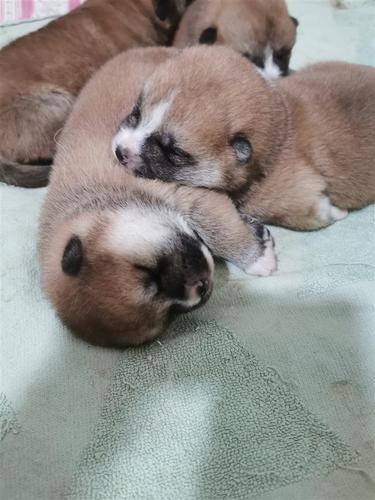 Akita Inu - stenci