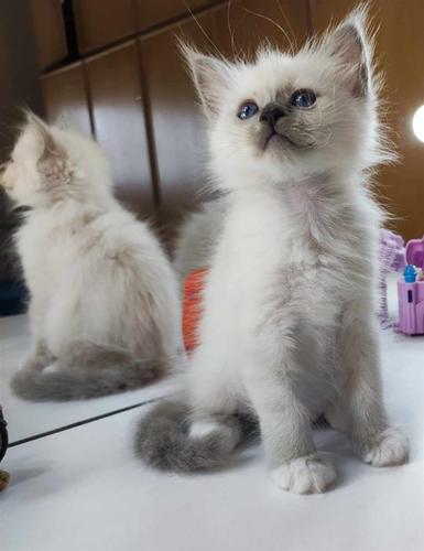 Sveta Birma i Ragdoll mačići