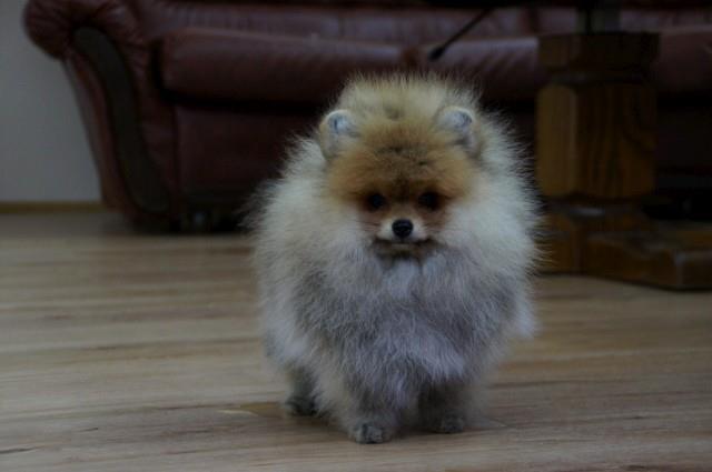 Pomeranac-Pomeranski-špic-Boo-štenci