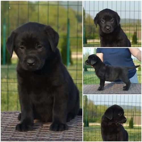 Labrador retriver stenci 