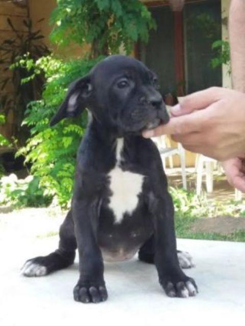 Cane-Corso--ženkica-POVOLJNO