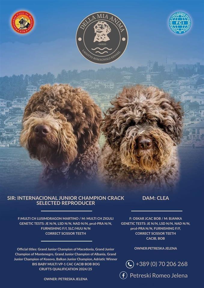 Lagotto-Romagnolo-stenci