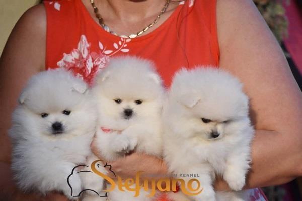 Pomeranac-Boo-beli-štenci