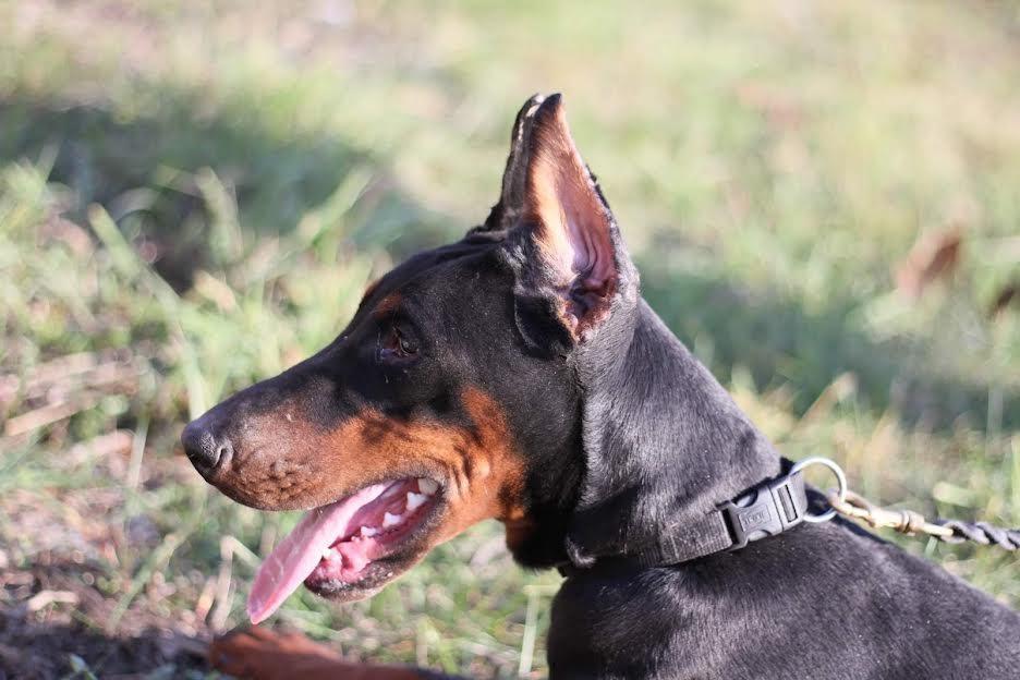 Doberman-ženka