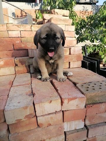Turski-Kangal--stenci