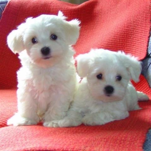 Maltezer--havaneser-yorki-mops-štenci