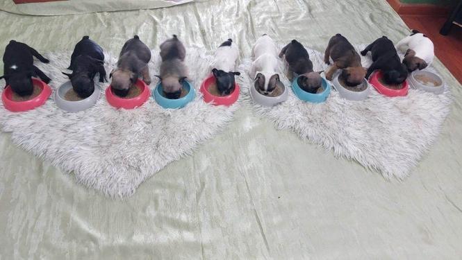 Francuski Buldog