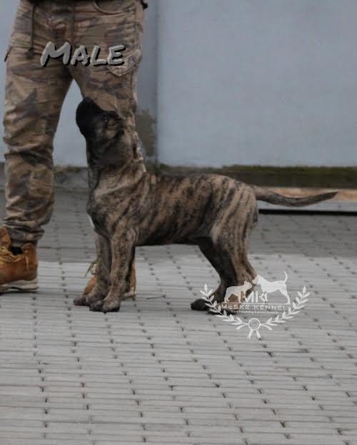 Presa-Canario-stenci-