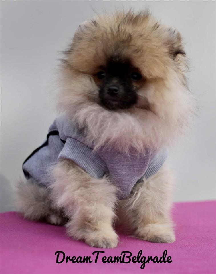 Pomeranac