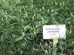 Andrographis - (Andrographis paniculata)