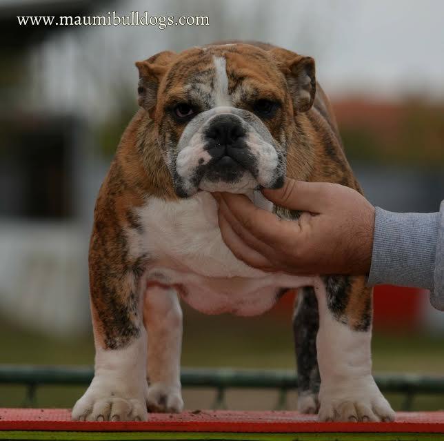 Engleski-Buldog-