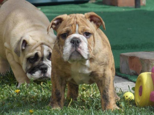 Engleski-Buldog---vrhunsko-leglo-