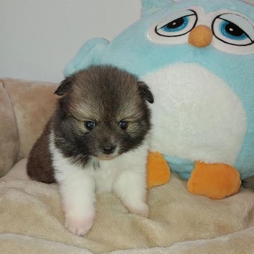 Pomeranski Spic