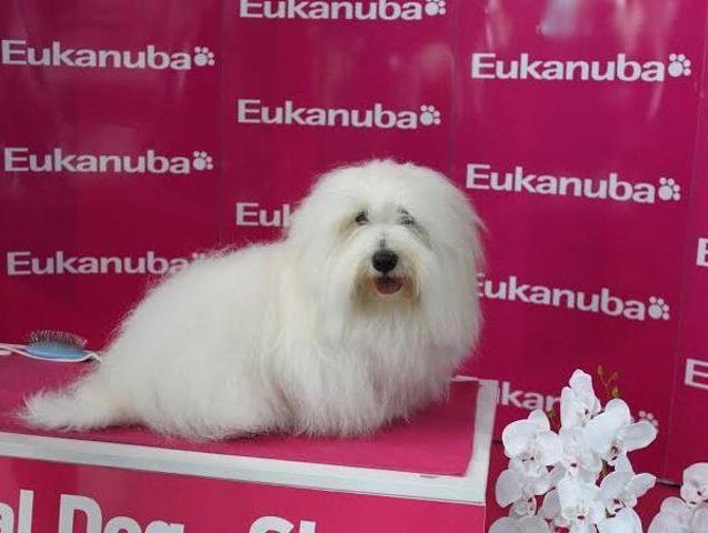 Coton de Tulear sampionskog porekla