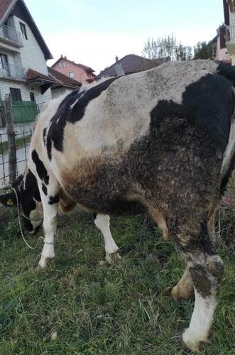 Na prodaju jalova mlada krava 