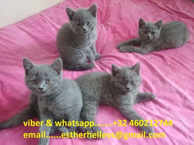 Kittens britanik të shkurtra