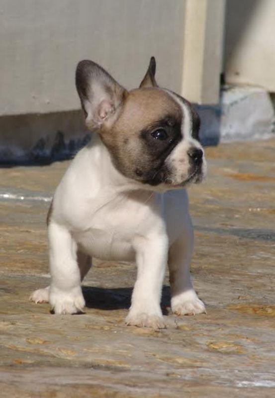 Francuski-buldog-stenci-