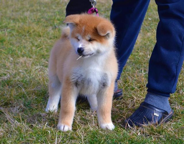 Akita Inu