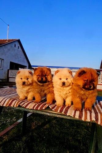 Chow chow cau cau stenad