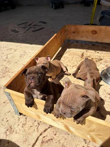 American bully exzotik-mikro štenci