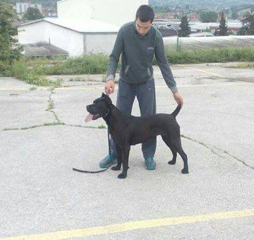 CANE-CORSO---stenci-vrhunskog-porekla