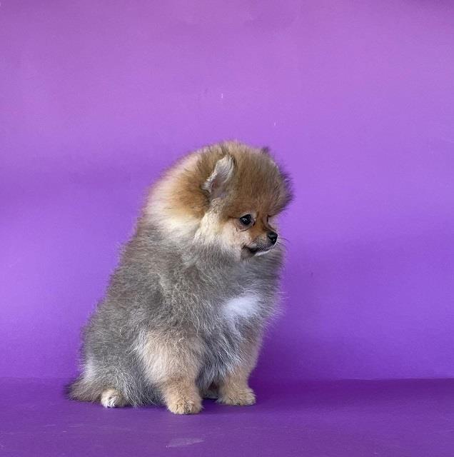 Pomeranski-spic---pomeranian--boo