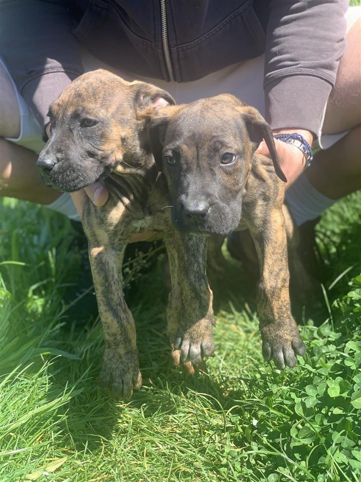 Presa-Canario-štenci
