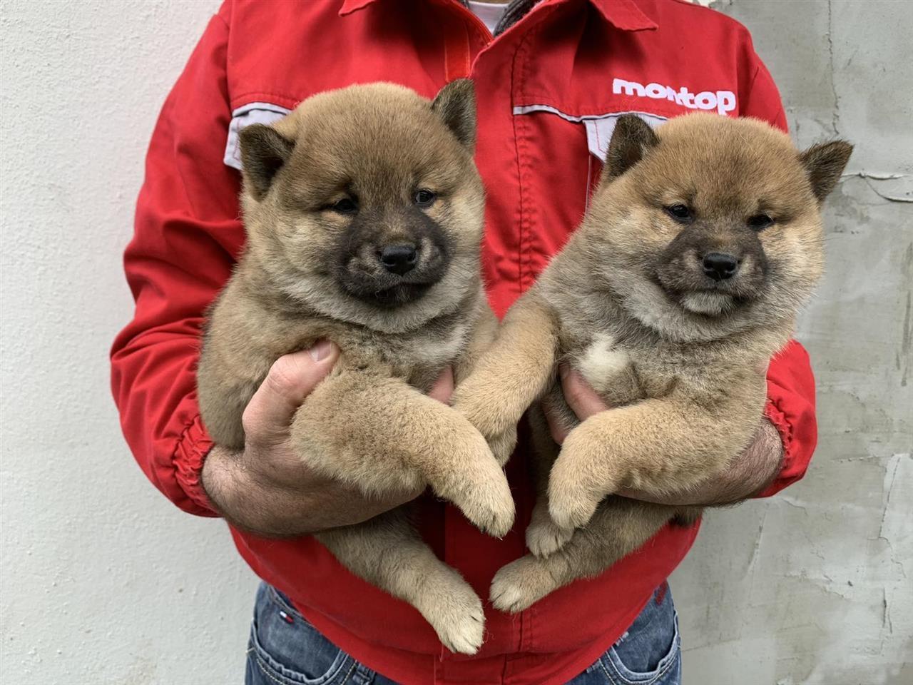 Šiba-Inu-štenci
