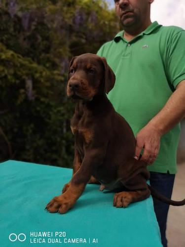 Doberman štenci