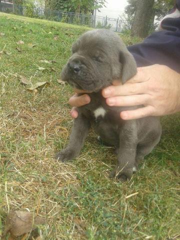 CANE CORSO stenci - potomci svetskog sampiona