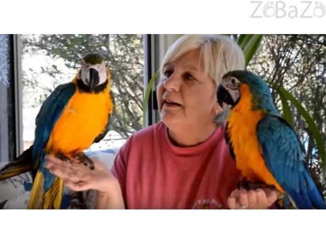 Usluge kućnih ljubimaca Williams macaws