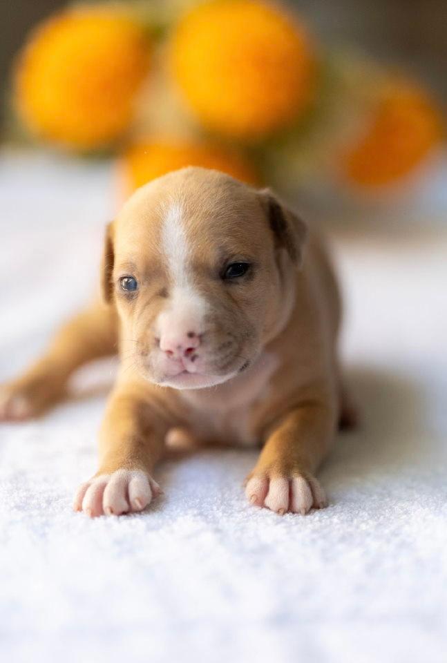 American-pitbull-terier