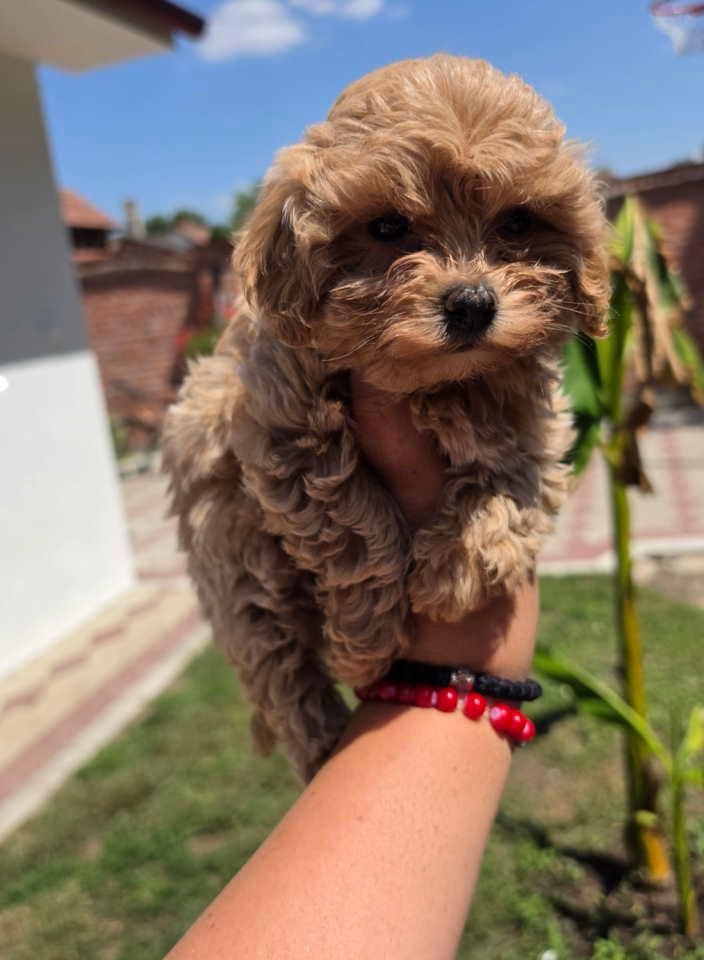 Maltipoo-bebe