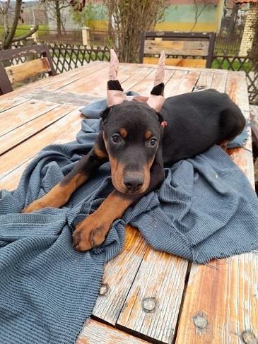 Doberman--musko-stene