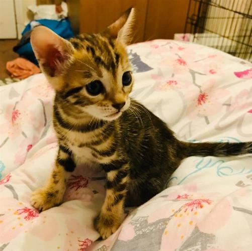 Silver Bengal Kittens 