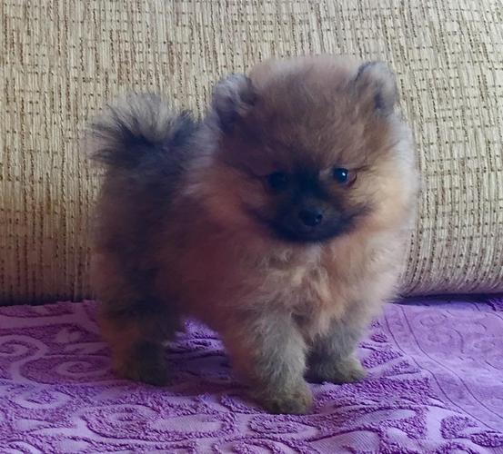 Patuljasti spic pomeranac