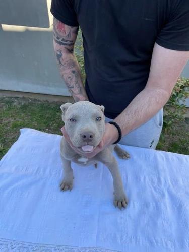 Pit bull Bluenose štenci 