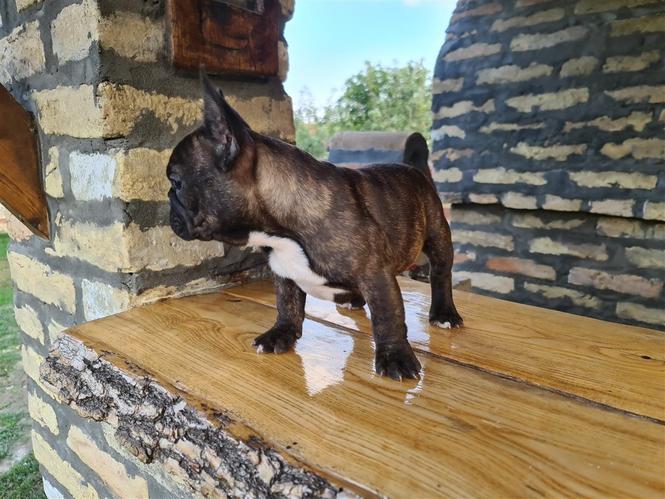 Štenci Francuskog buldoga, stari 3 meseca, FULL