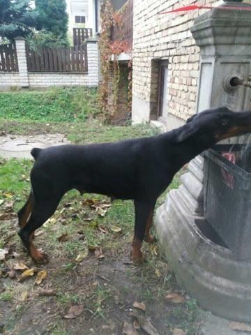 Braon musko stene DOBERMANA