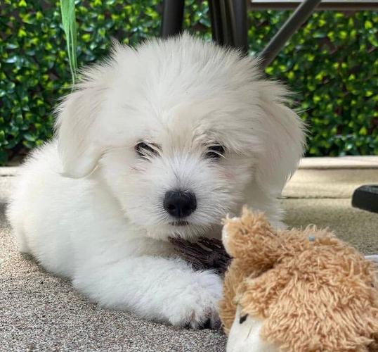 Coton de Tulear stene
