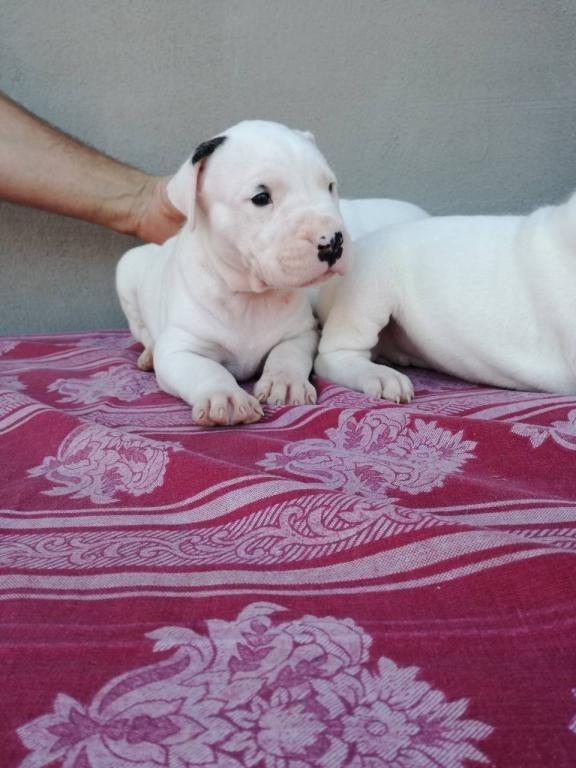 Dogo-Argentino-stenci