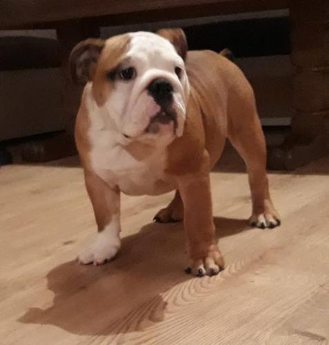 Engleski buldog, odlicne krvne linije