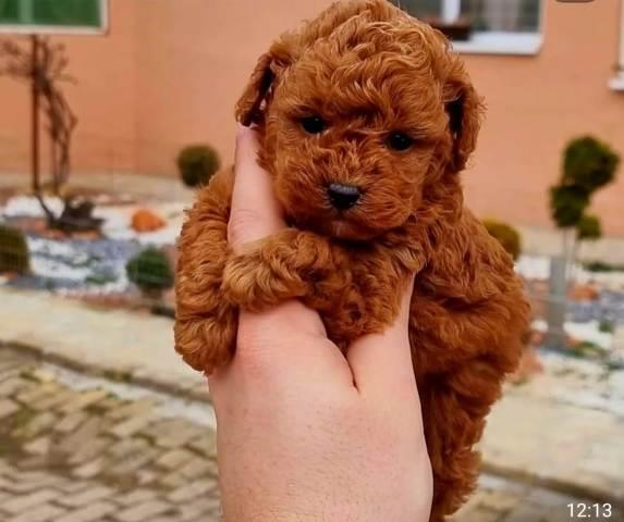Bebe Toy i mini pudle 