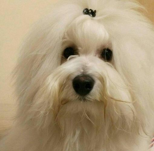 Coton de Tulear stenci