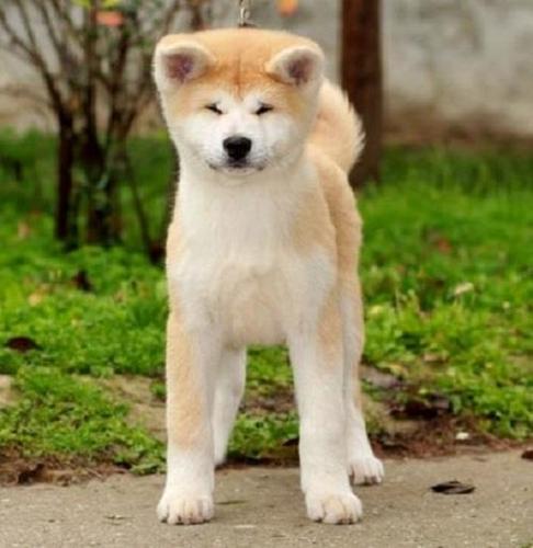 Akita Inu 