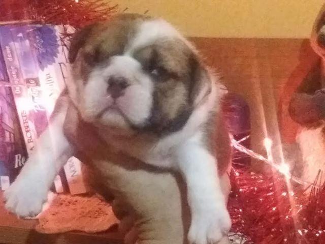Engleski-buldog--vrhunsko-leglo-