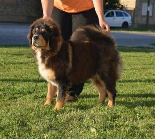 TIBETSKI MASTIFF stenci