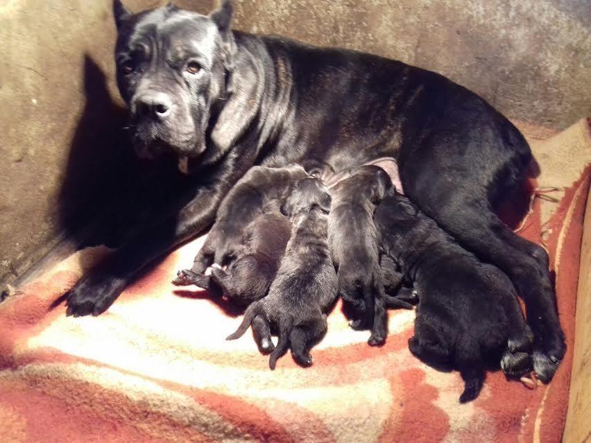 Cane-Corso---vrhunski-štenci-
