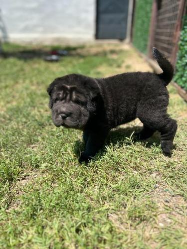 Shar pei – šar pej stenci