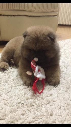 Chow chow musko stene